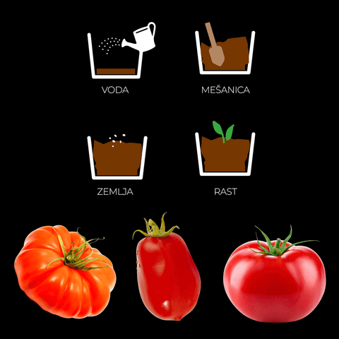 SET - Posuda za uzgoj EKO rajčica, 3x pocinčane lonce